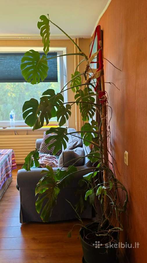 Dovanoju monstera - nuotraukos Nr. 2