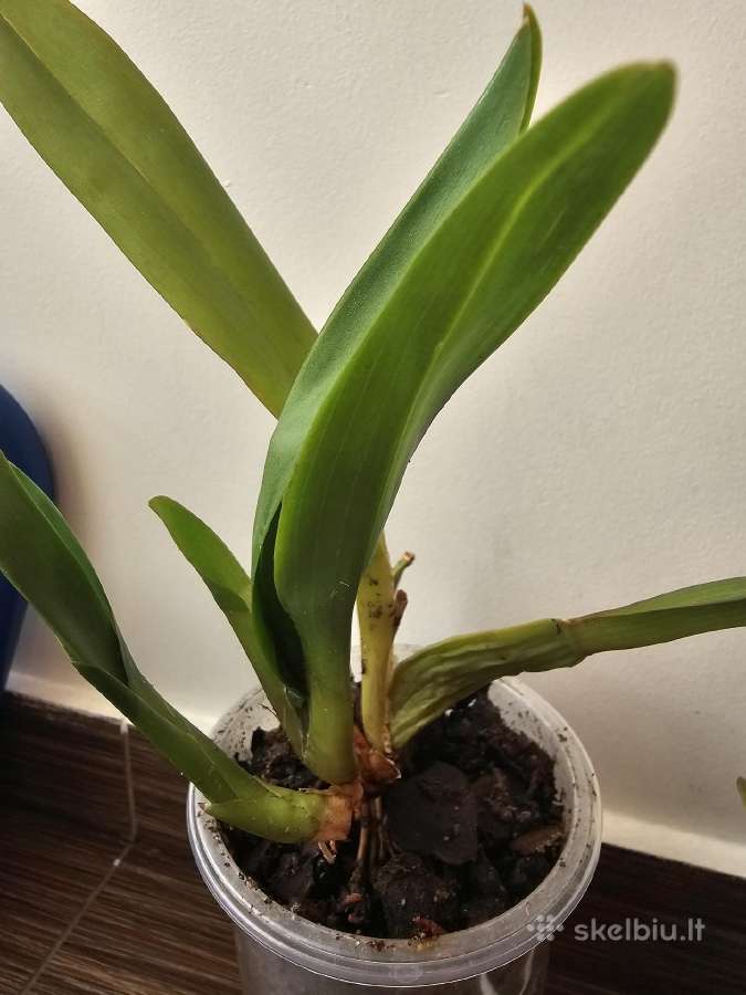 Orchideja - nuotraukos Nr. 2