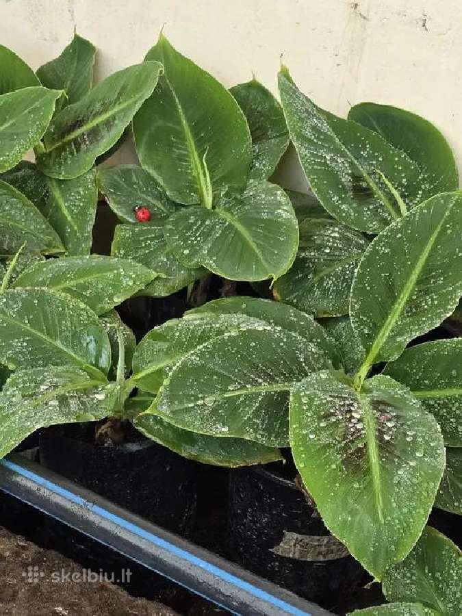 Nykštukinio banano „Dwarf Cavendish“ sodinukai. - nuotraukos Nr. 2