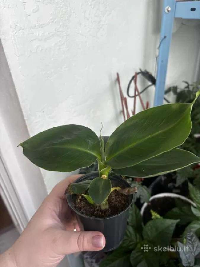 Nykštukinio banano „Dwarf Cavendish“ sodinukai. - nuotraukos Nr. 3