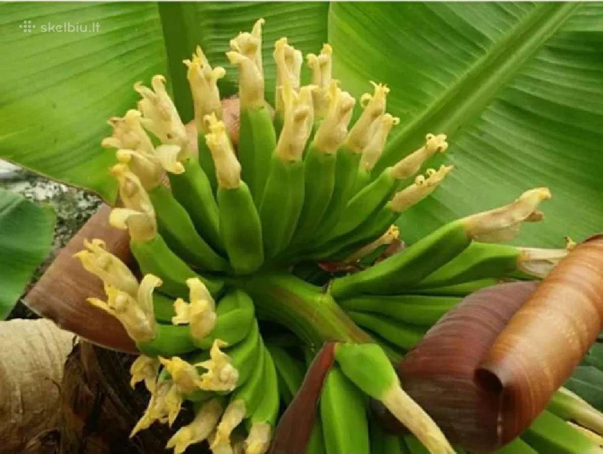 Nykštukinio banano „Dwarf Cavendish“ sodinukai. - nuotraukos Nr. 4