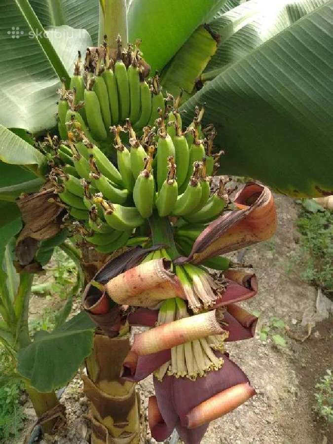 Nykštukinio banano „Dwarf Cavendish“ sodinukai. - nuotraukos Nr. 5