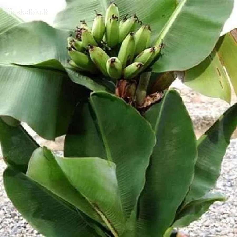 Nykštukinio banano „Dwarf Cavendish“ sodinukai. - nuotraukos Nr. 6