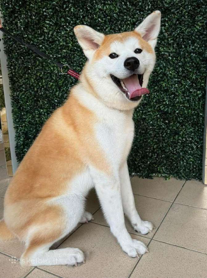 Japonų Akita - nuotraukos Nr. 2