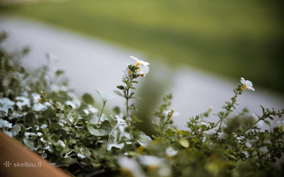 Zenitar-m 50mm f/1.7 M42 - nuotraukos Nr. 3