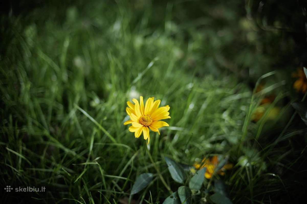 Zenitar-m 50mm f/1.7 M42 - nuotraukos Nr. 5