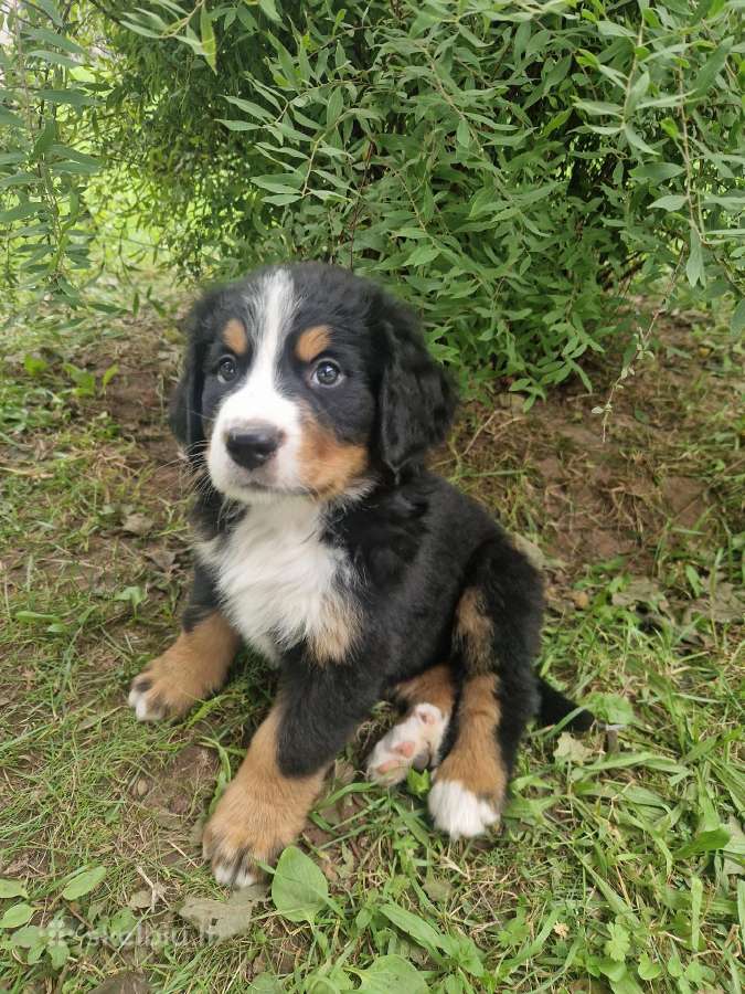 Berno zenenhundų šuniukai - nuotraukos Nr. 3