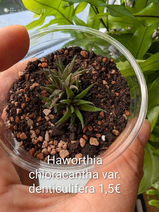 Sukulentai ceropegia, gasteria, haworthia ir kiti - nuotraukos Nr. 6