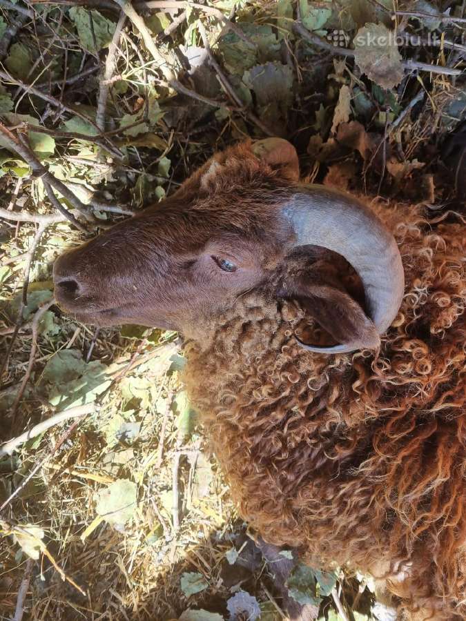 Avys škudės, škudai - nuotraukos Nr. 2