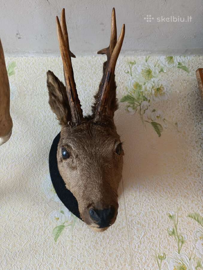 Ragai ir stirnino iskamsa parduodama - nuotraukos Nr. 2