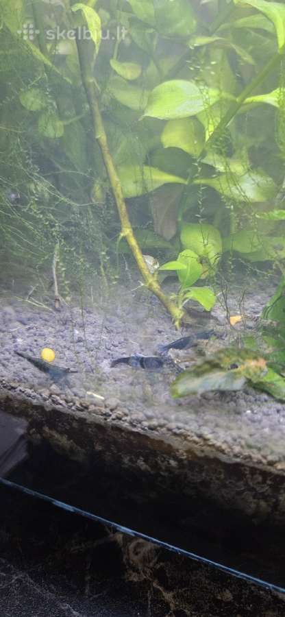 Akvariumo krevetes - nuotraukos Nr. 2