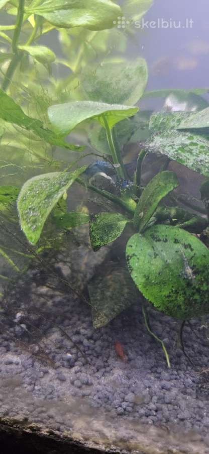 Akvariumo krevetes - nuotraukos Nr. 3
