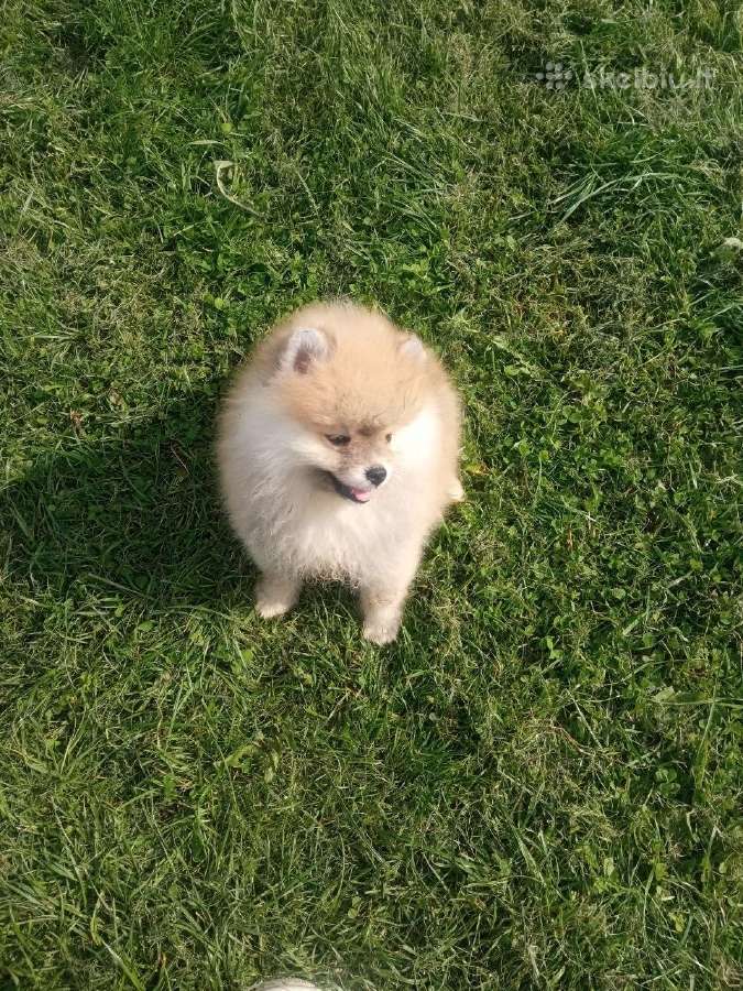 Pomeranijos nykštukinių špice Boo - nuotraukos Nr. 7