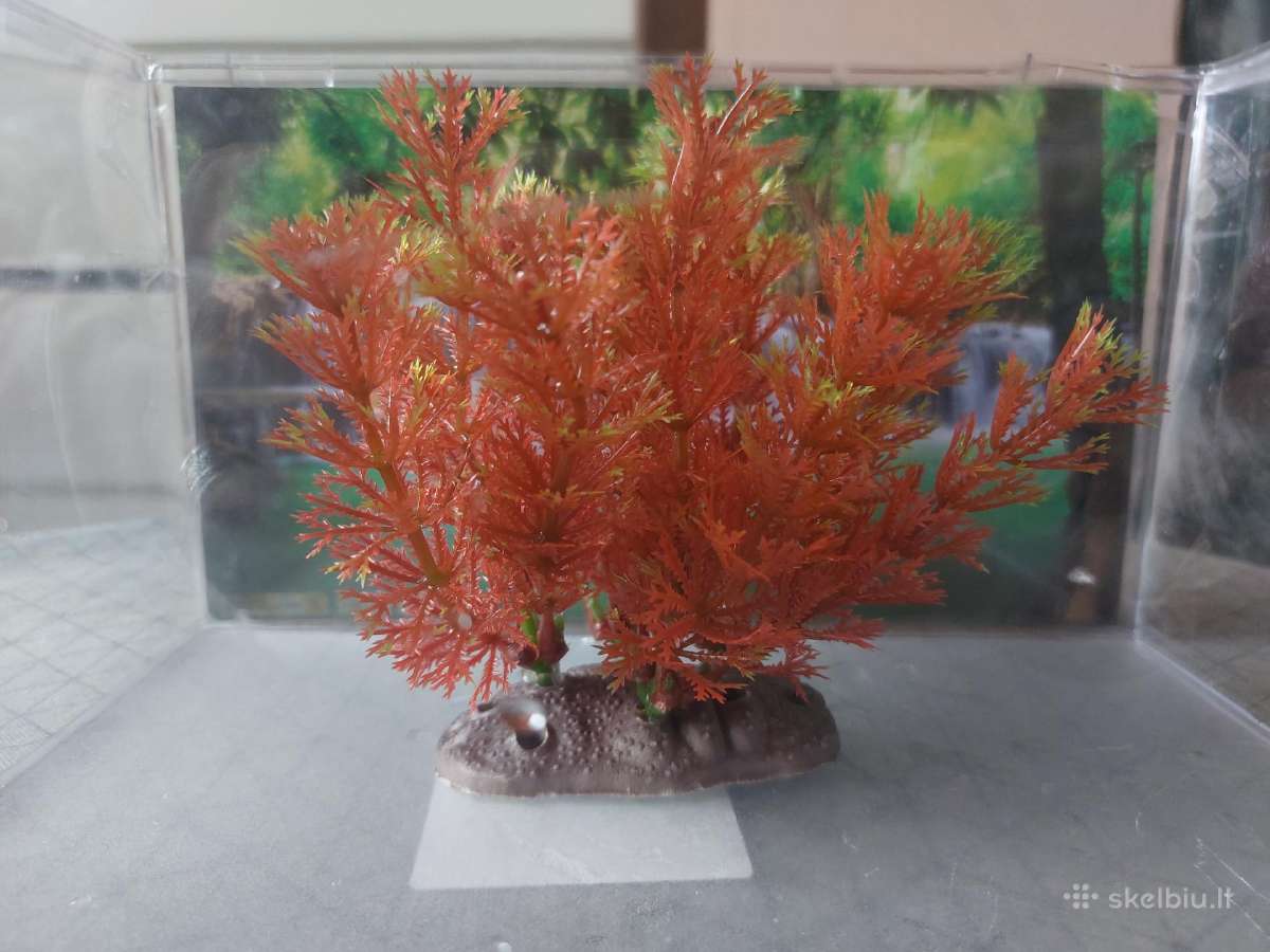 Akvariumas - nuotraukos Nr. 8