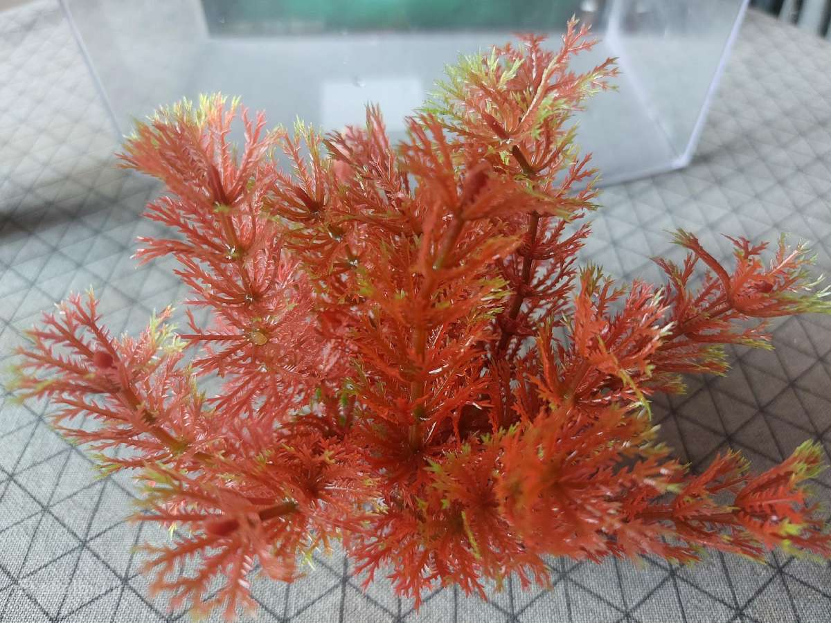 Akvariumas - nuotraukos Nr. 9