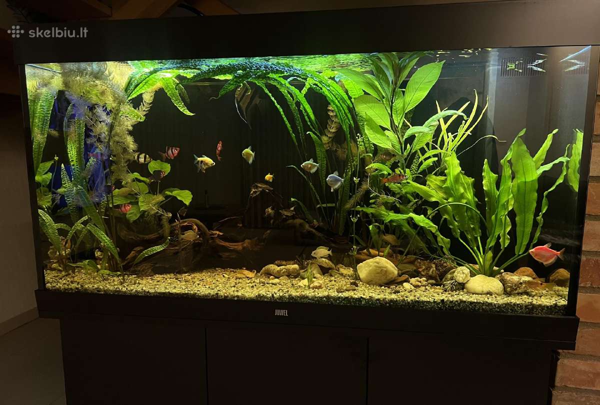 Akvariumas - nuotraukos Nr. 2
