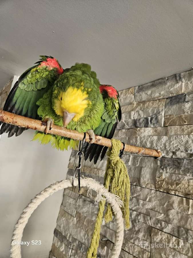 Amazonės papūga - nuotraukos Nr. 3