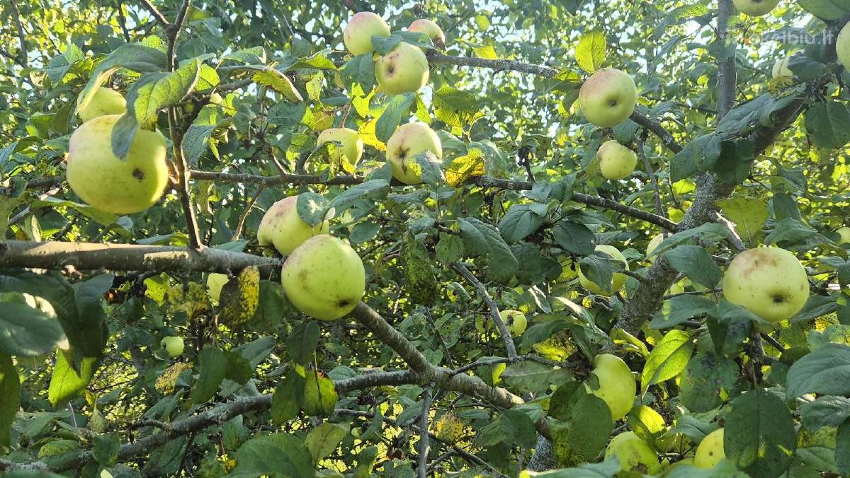 Sodyba ant kalvos su 58 m Lamėsto pakrante - nuotraukos Nr. 16