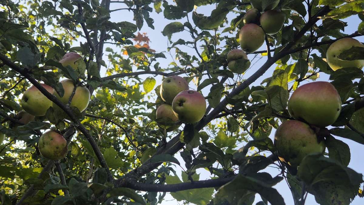 Sodyba ant kalvos su 58 m Lamėsto pakrante - nuotraukos Nr. 17