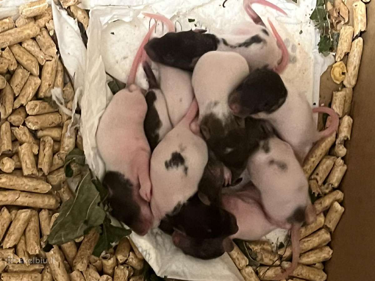 Parduodu dekorativinės žiurkės - nuotraukos Nr. 2