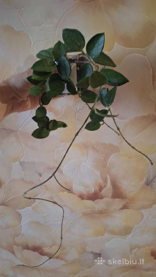 Hoya Chouke - nuotraukos Nr. 2