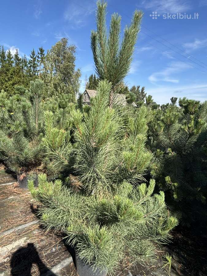 Juodoji pušis Pinus nigra, tujos Smaragd, Brabant - nuotraukos Nr. 2