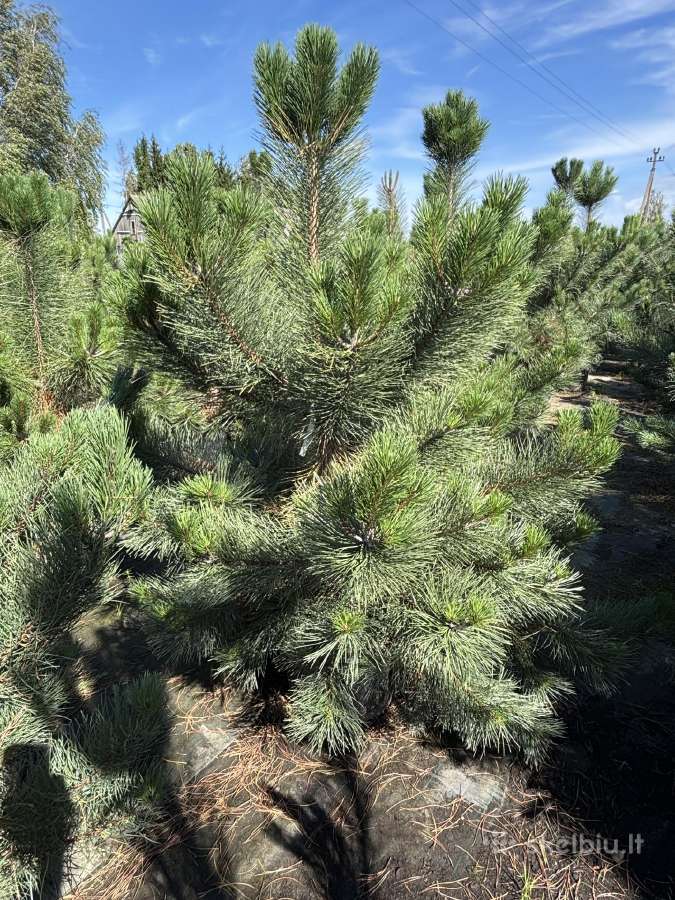 Juodoji pušis Pinus nigra, tujos Smaragd, Brabant - nuotraukos Nr. 3