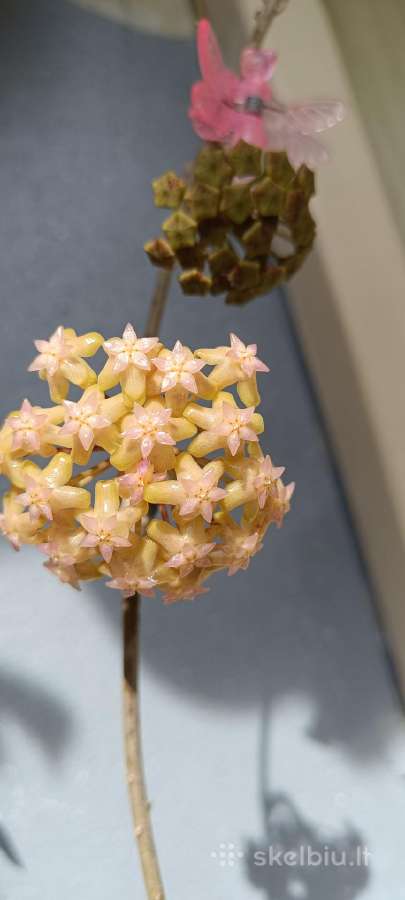 Hoya (vaškuolių)assorti. - nuotraukos Nr. 16