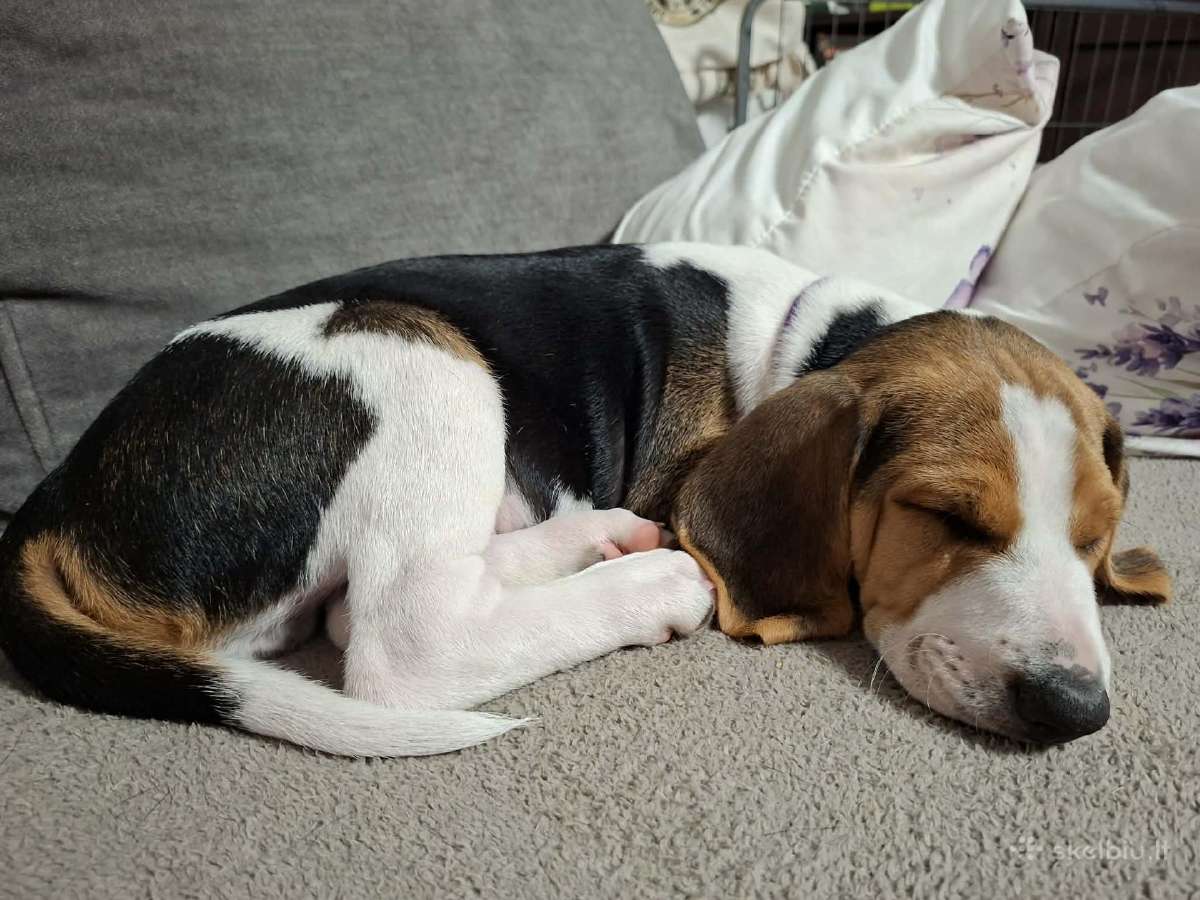 Estų Skalikai / Estonian Hound - nuotraukos Nr. 5