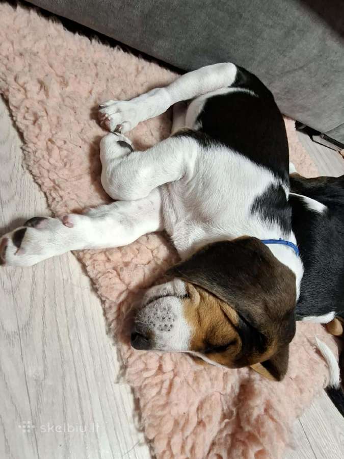 Estų Skalikai / Estonian Hound - nuotraukos Nr. 4