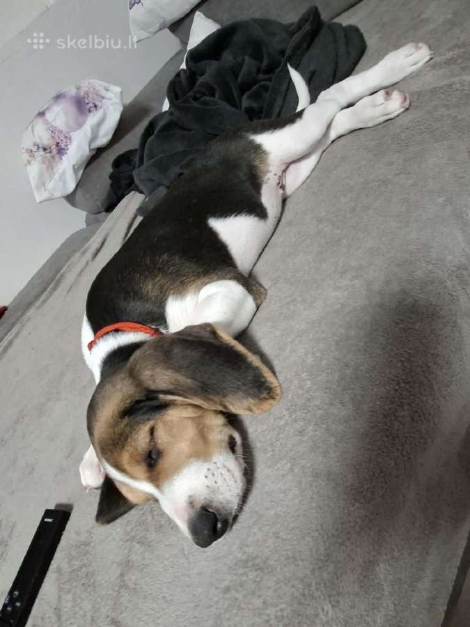 Estų Skalikai / Estonian Hound - nuotraukos Nr. 6