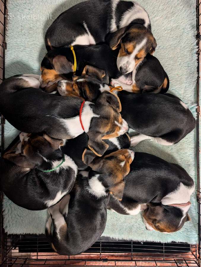 Estų Skalikai / Estonian Hound - nuotraukos Nr. 7