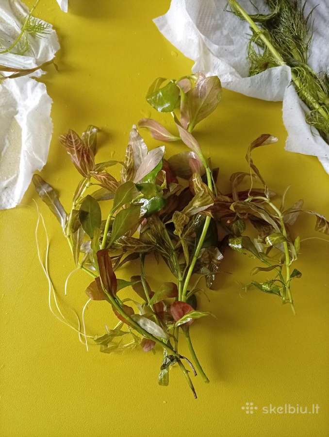Akvariumo augalai - nuotraukos Nr. 3