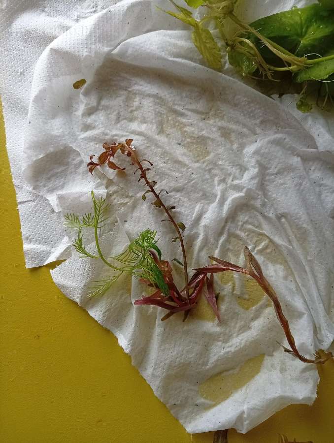 Akvariumo augalai - nuotraukos Nr. 4