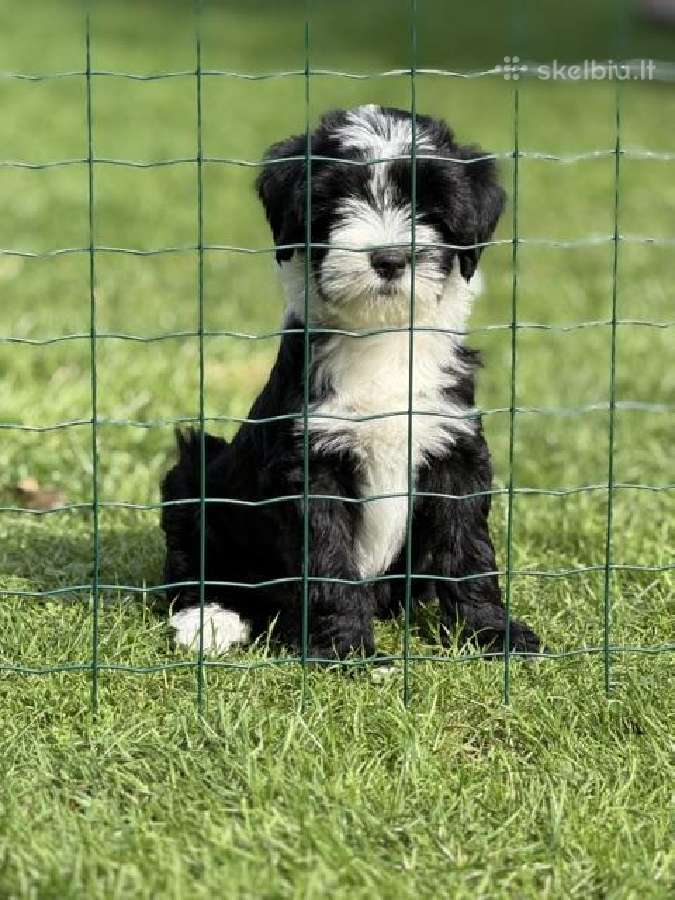 Vienintelis Tibeto terjero šuniukas - nuotraukos Nr. 2