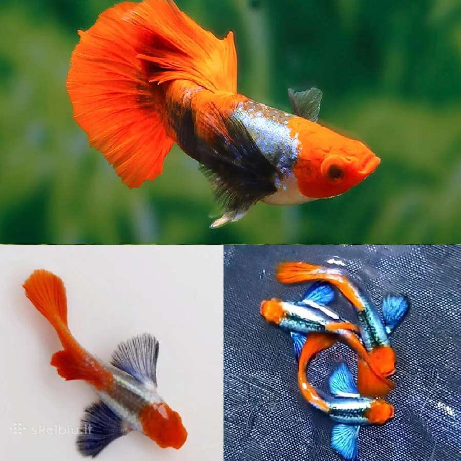 Žuvytės. Gupijos. Guppy. - nuotraukos Nr. 9