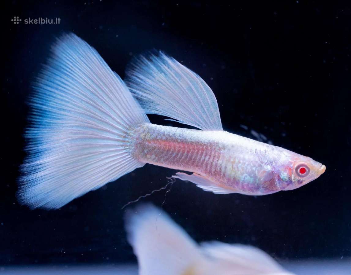 Žuvytės. Gupijos. Guppy. - nuotraukos Nr. 10