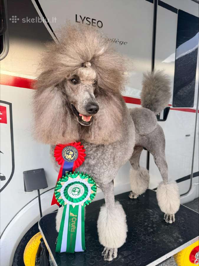 Patinas kergimui- Stud male available to approved - nuotraukos Nr. 2