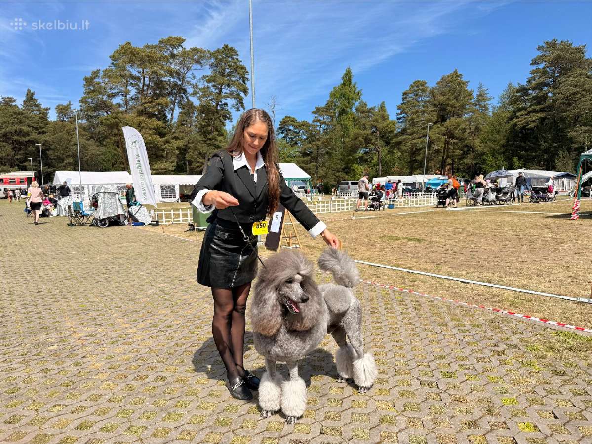Patinas kergimui- Stud male available to approved - nuotraukos Nr. 3