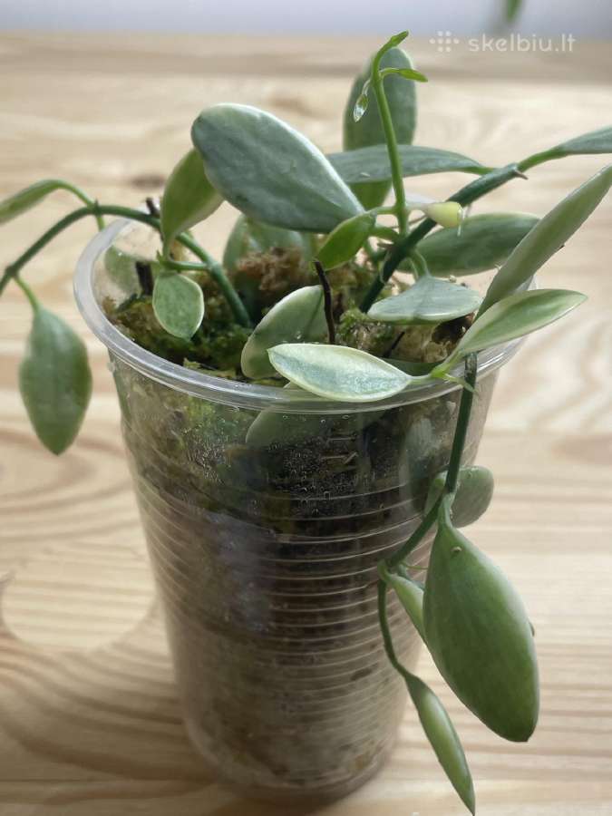 Dischidia Oiantha Variegata - nuotraukos Nr. 2