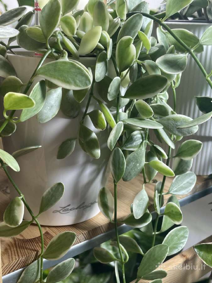 Dischidia Oiantha Variegata - nuotraukos Nr. 3