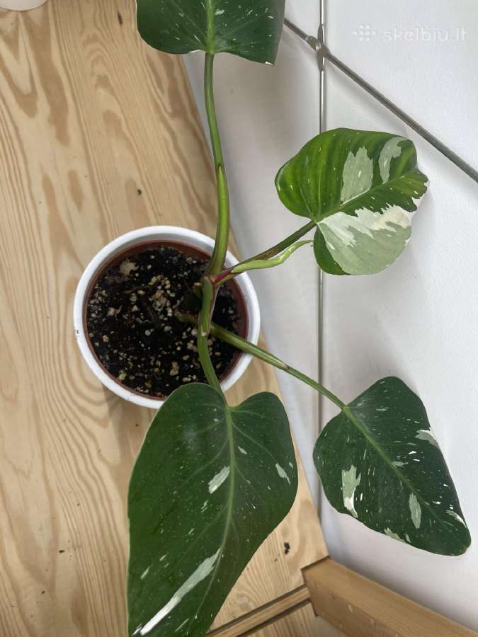 Filodendras( Philodendron)white wizard - nuotraukos Nr. 2