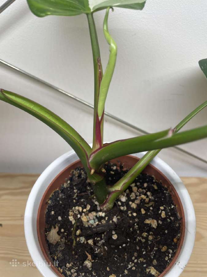 Filodendras( Philodendron)white wizard - nuotraukos Nr. 3