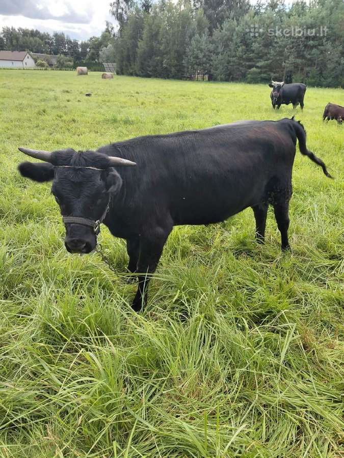 Parduodama Deksterio karvytė - nuotraukos Nr. 2