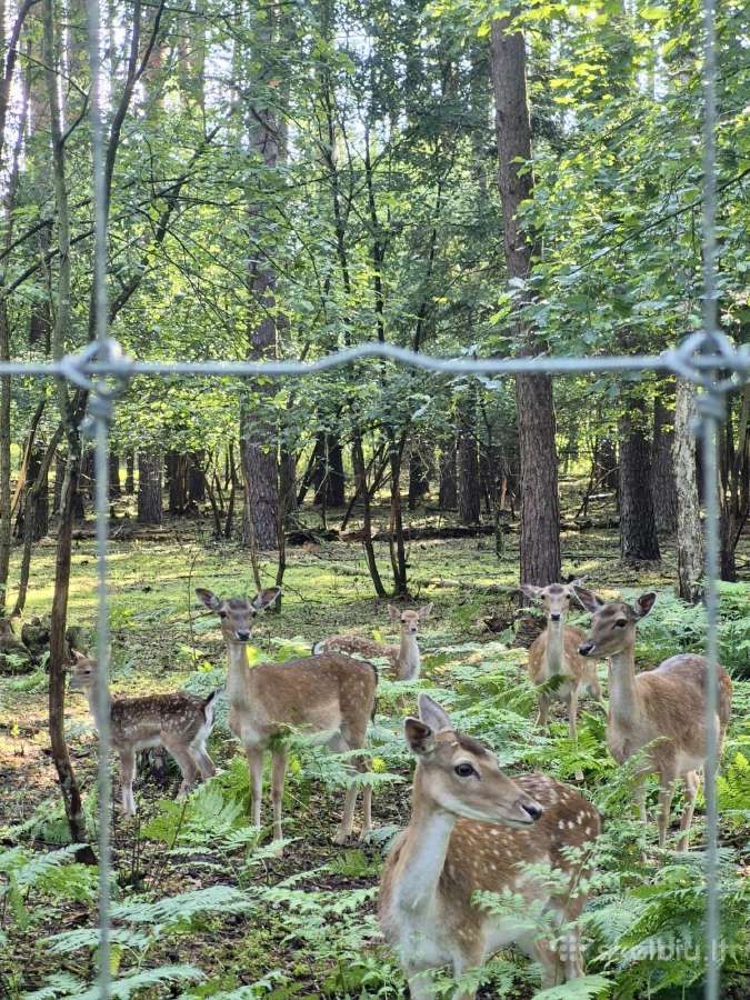Sodyba Samanų slėnis iki 6 asmenų - nuotraukos Nr. 9
