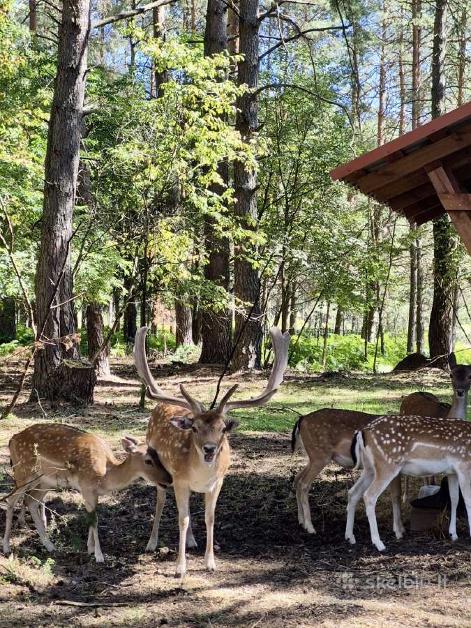 Sodyba Samanų slėnis iki 6 asmenų - nuotraukos Nr. 14