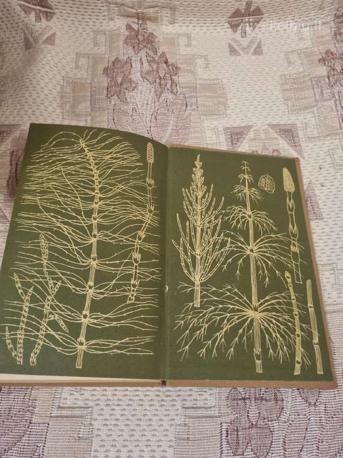 Vadovas augalams pažinti - nuotraukos Nr. 6