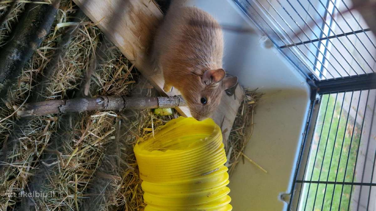 Atiduodu 2 degu su narvu - nuotraukos Nr. 2
