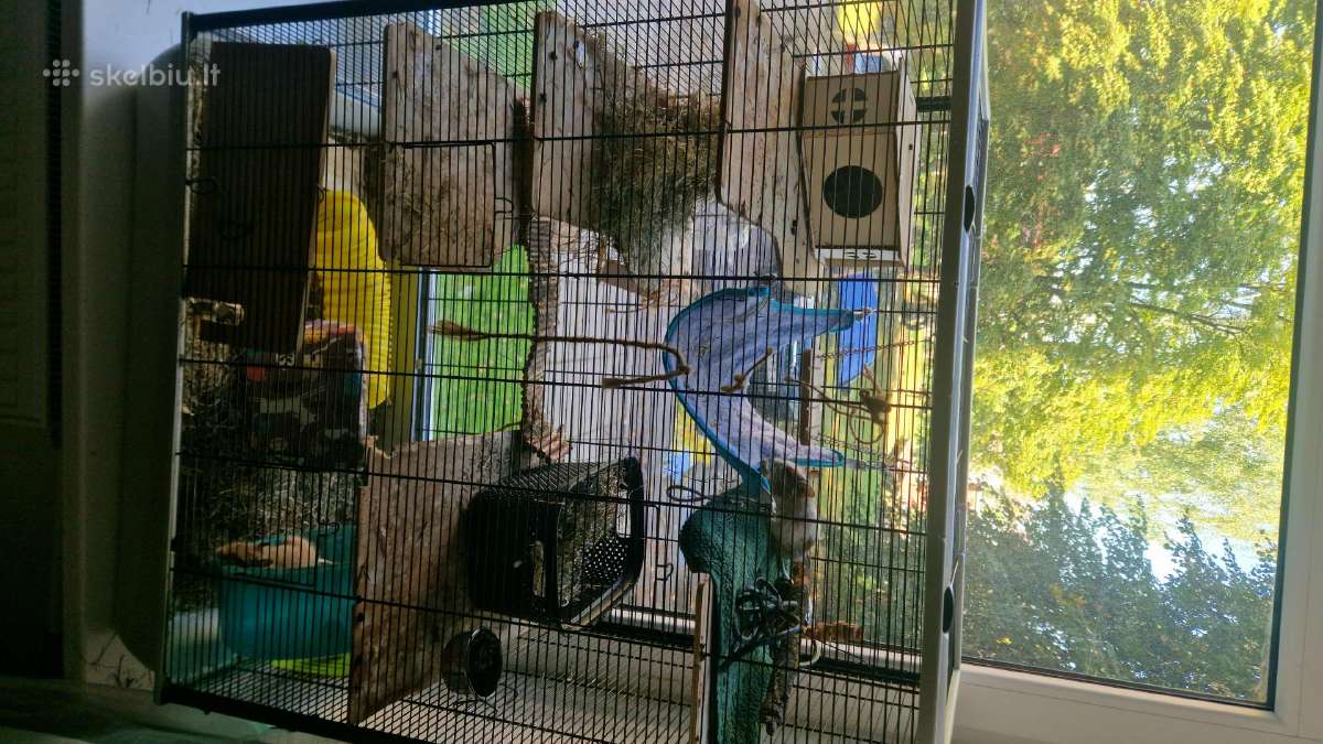 Atiduodu 2 degu su narvu - nuotraukos Nr. 3