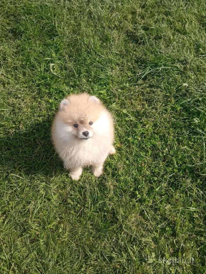 Pomeranijos nykštukinių špice Boo - nuotraukos Nr. 7